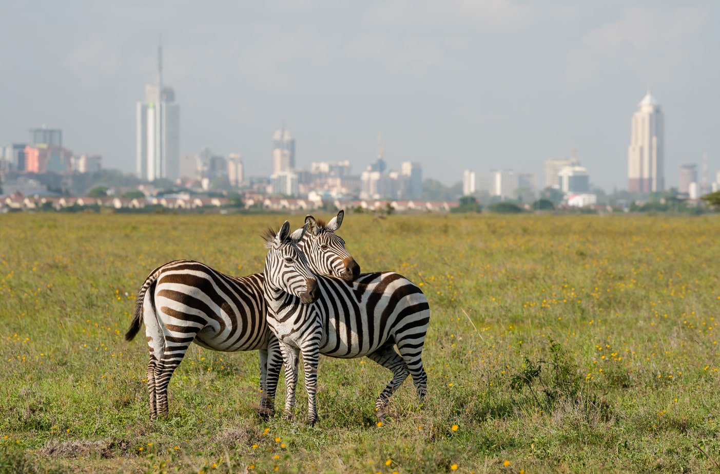 Zebras_in_Nairobi_Nationalpark