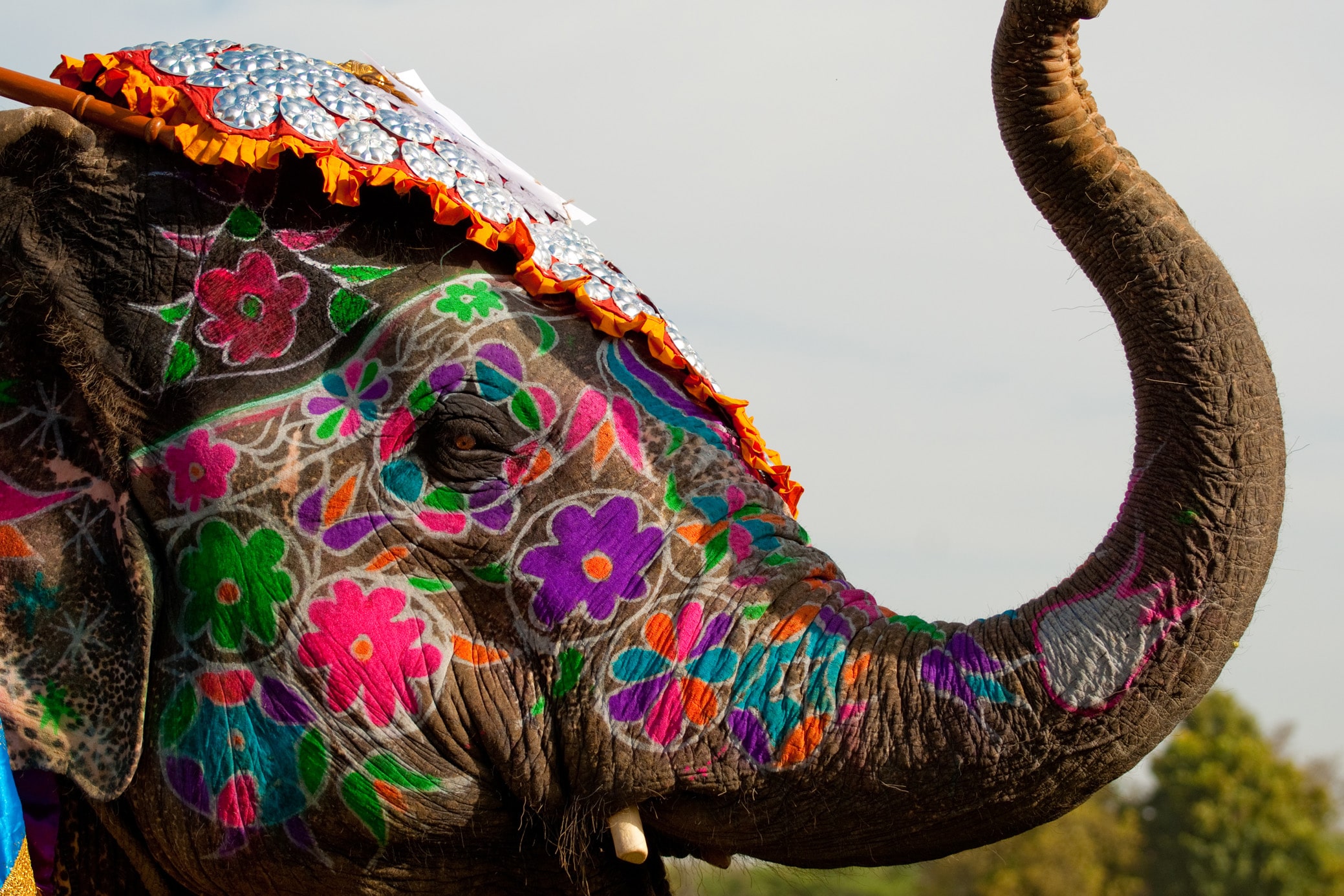 Elefant beim Elefantenfestival in Jaipur-Indien